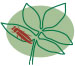 Emerald Ash Borer