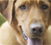 Dog Parks