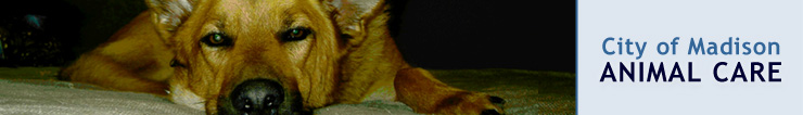iMAGE: Animal Care