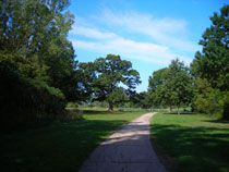 Bur Oak Tree