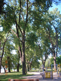 Cottonwood Trees