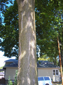 Hackberry Tree