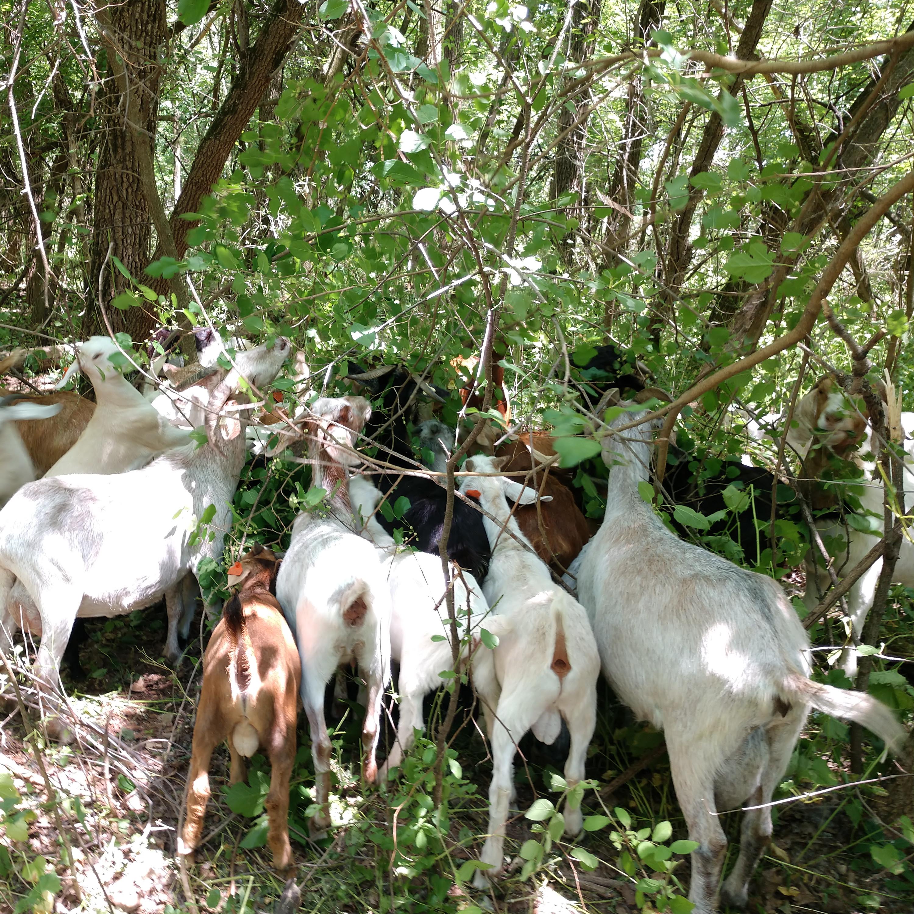 Grazing Goats