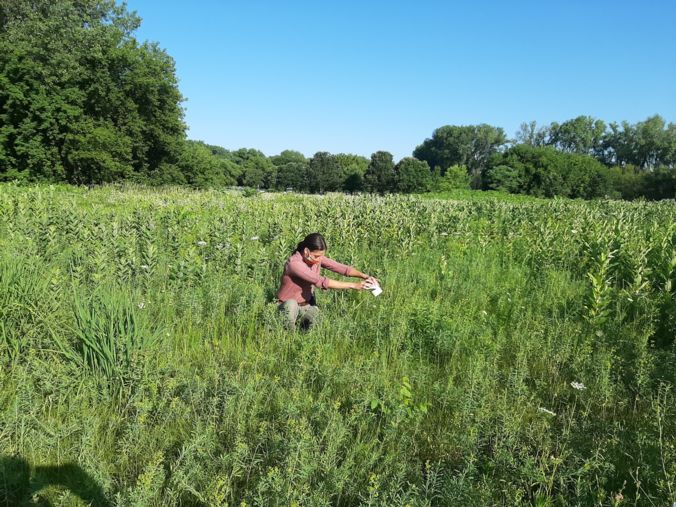 laurel in field