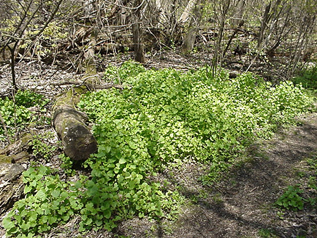 garlic mustard