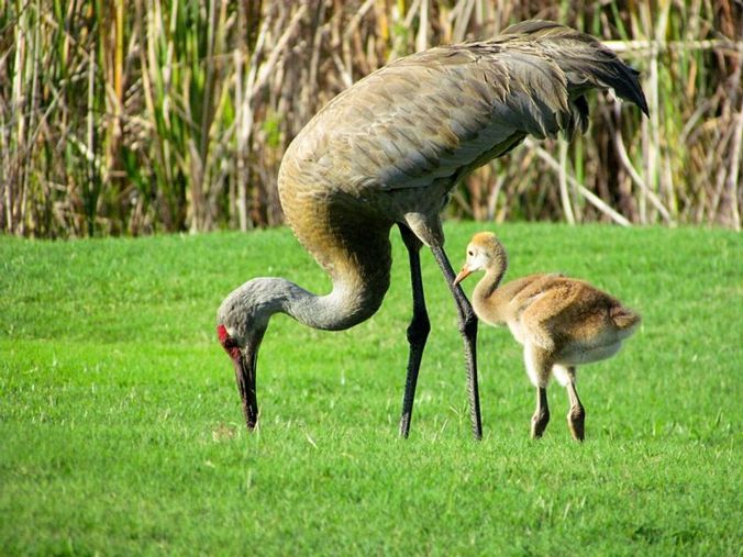 sandhill crane