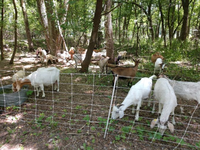 goats, fence, woods