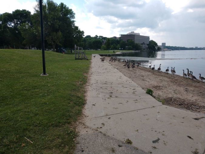 geese and goose poop along sidewalk