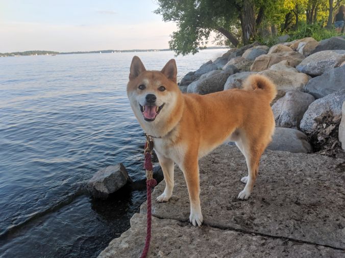 dog by water on leash