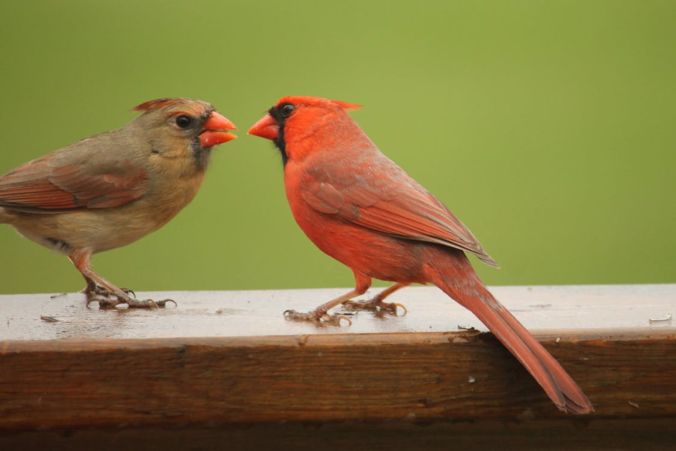 cardinal