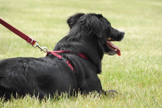 dog on leash