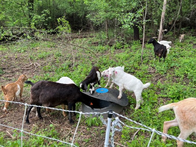 goat at park