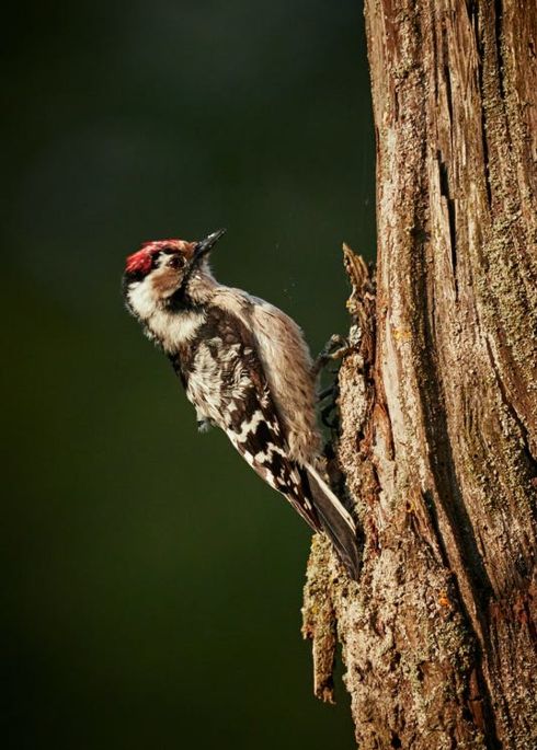 downy woodpecker