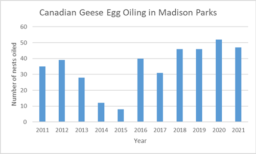 goose egg oiling by year