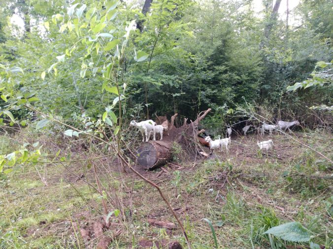 goats turville point park