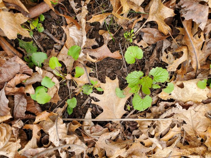 garlic mustard