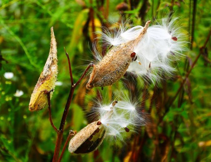 milkweed