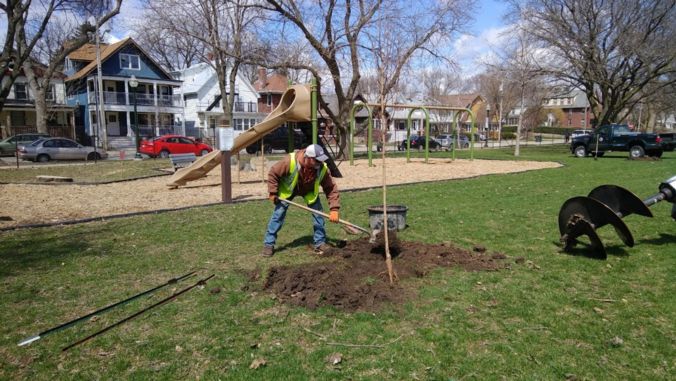 plant tree