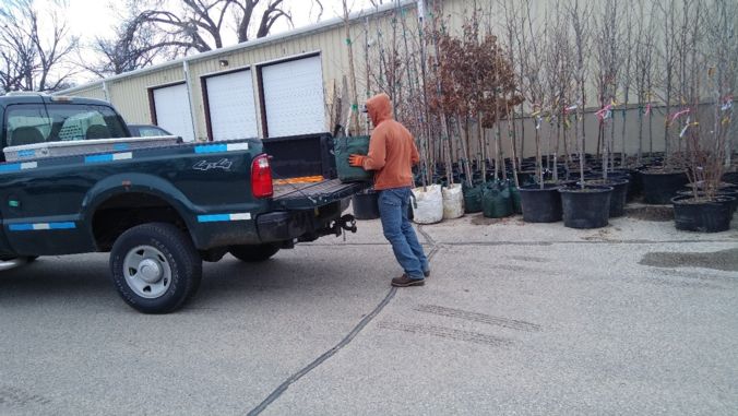 loading the tree