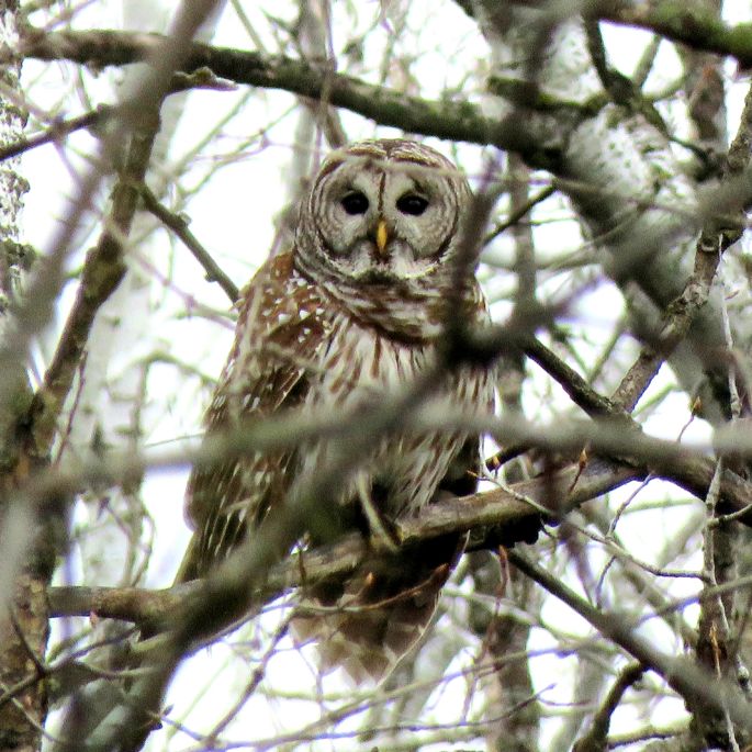 barred owl