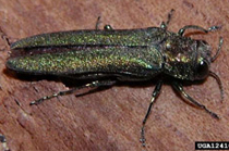 Emerald Ash Borer