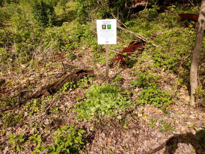 garlic mustard compost site