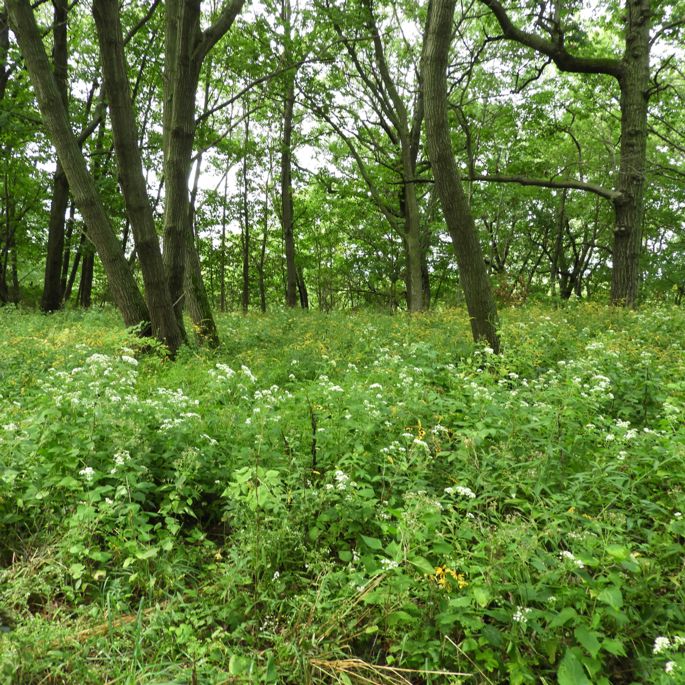 meadow ridge park scene