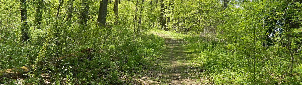 Turville Point Bird & Nature Outing with Chuck Henrikson