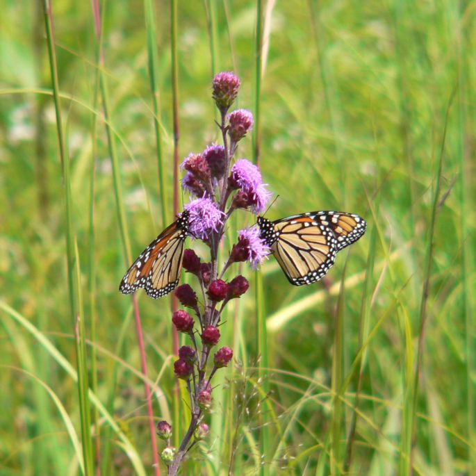 purple flower in bloom with two monarch butterflies