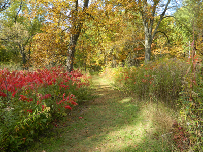 Owen Park in Fall