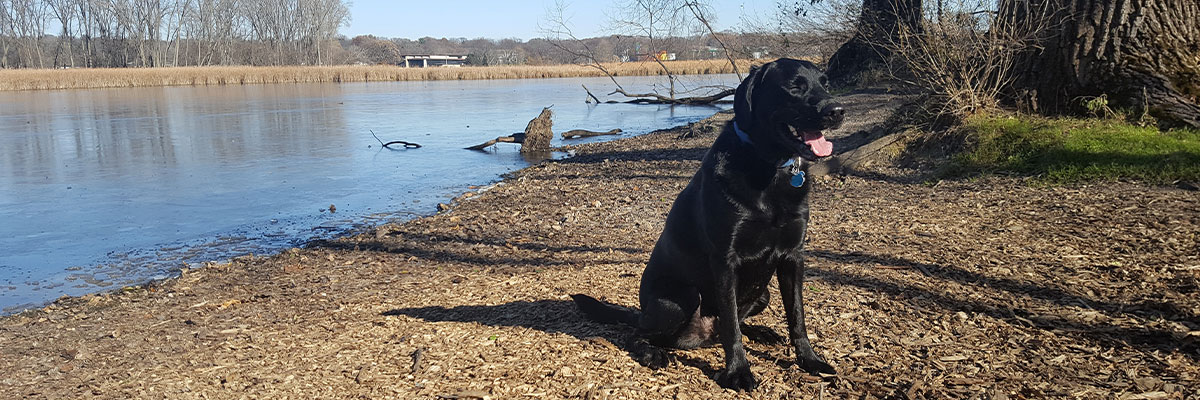 Dog Park Cleanup