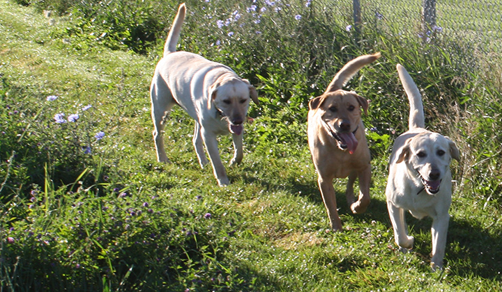 Three dogs walking on a grass trail in an off-leash park.