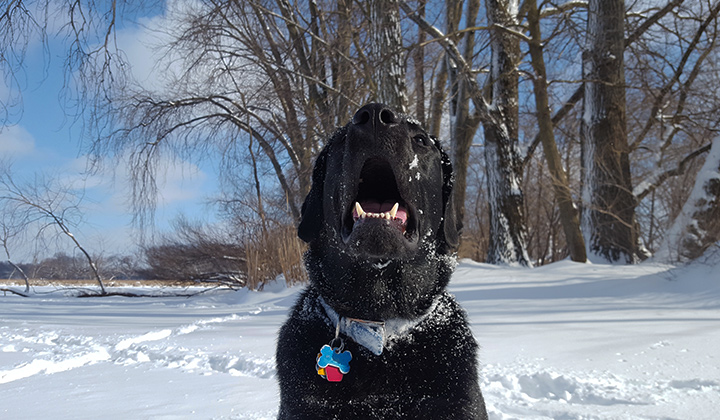 A black dog sitting in a snowy park with appropriate permit.