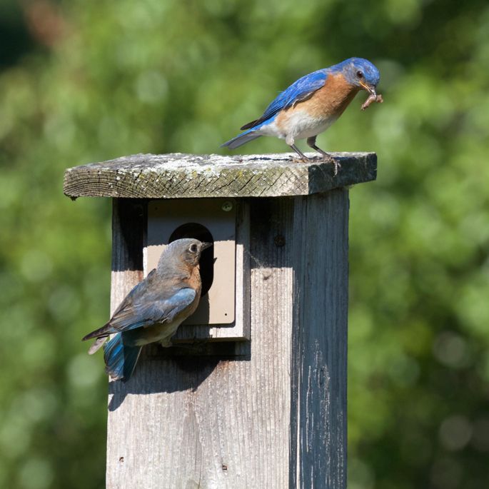 bluebirds on birdhouse