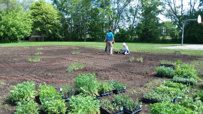 planting