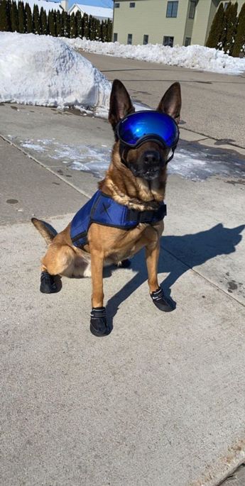 K9