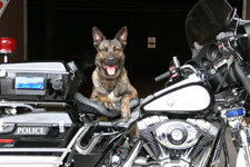 K9 Unit