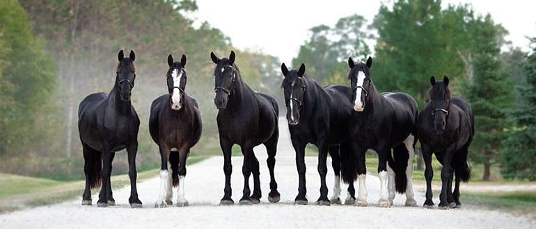 Mounted Patrol