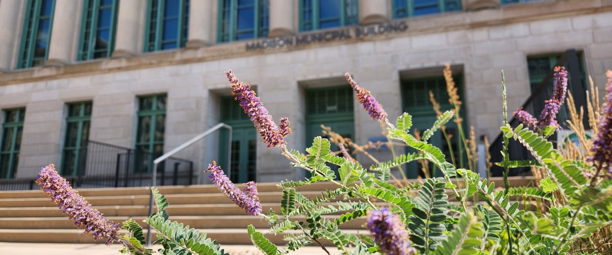 Madison Municipal Building with native purple flowers in planter
