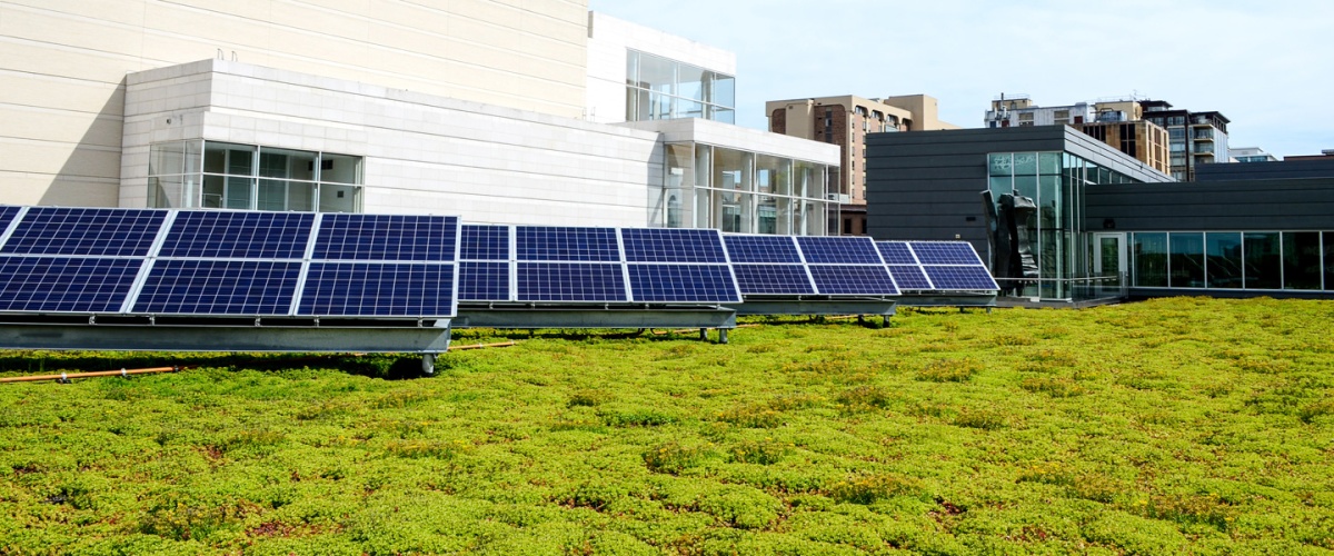 Solar panels on a green roof.