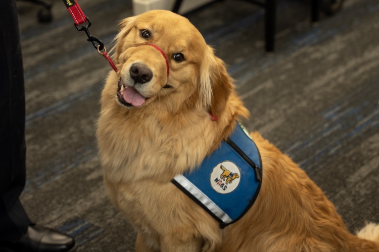 Golden Retriever named Frost sits at the Madison Police Department's Central District.