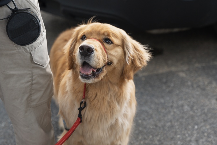 Golden Retriever named Frost is standing on a leash waiting for a command.