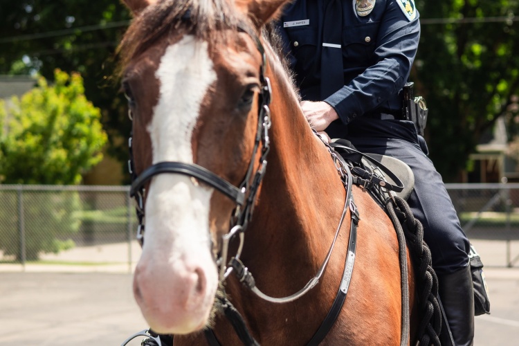 Buckets the police horse is pictured with rider Officer Jeff Hayes.