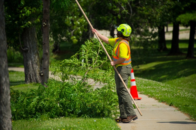 Urban Forestry personnel prunes a tree from the ground