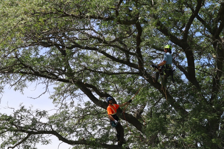 Arborists rope pruning and training