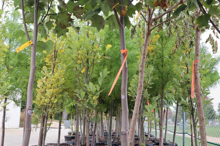 Young trees in containers waiting to be planted.