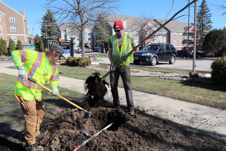 Urban Forestry crews planting tree on Maple Valley Rd