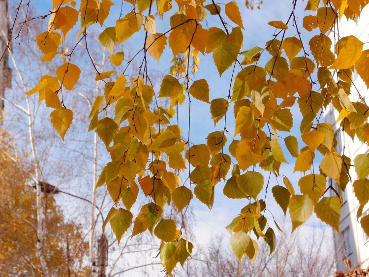 fall leaves