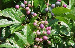 Porcelain berry (Ampelopsis brevipedunculata) Image from DNR