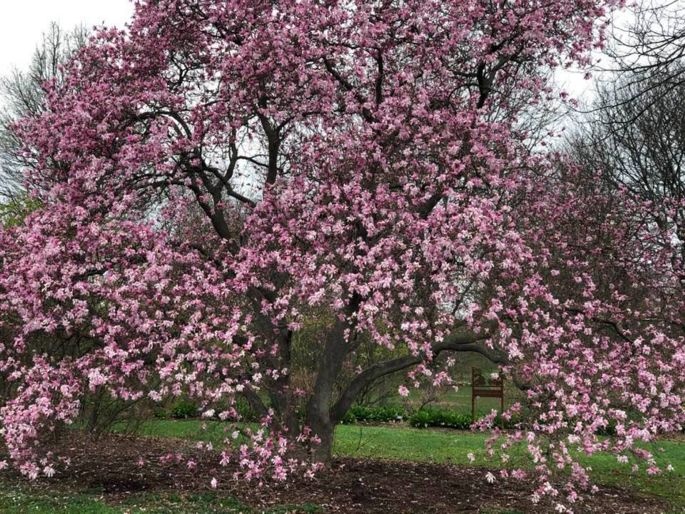 Large flowering tree with pink flowers.